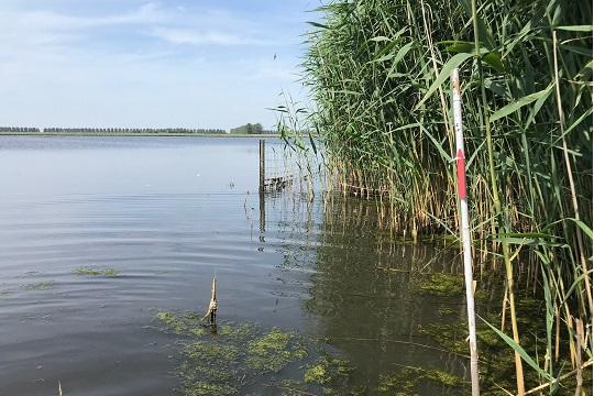 Conservation of the great reed warbler in the Netherlands