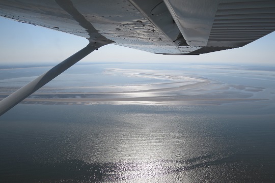 Natuurcompensatie Tweede Maasvlakte - zwarte zee-eenden