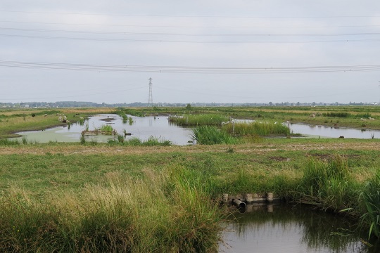 Biodiversity in peat grasslands of the Krimpenerwaard