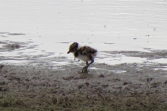 Wetting measures in agricultural areas for lapwings