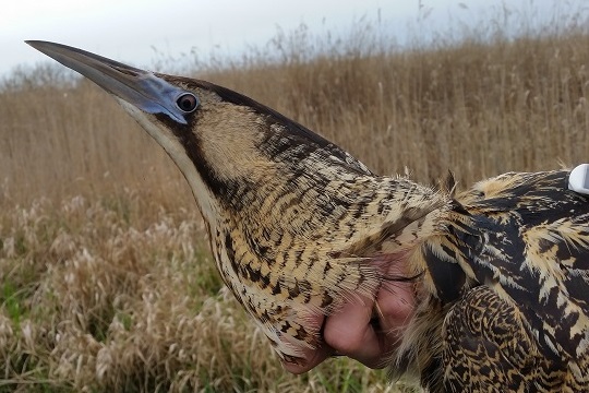 Habitat use of great bitterns in Brenne (France)