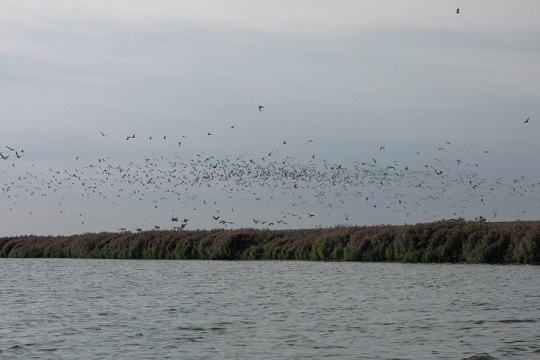 Black tern roosts in the IJsselmeer region