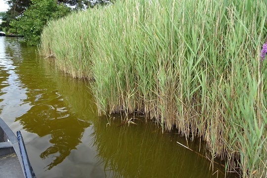 Herstel moerasnatuur in de Reeuwijkse Plassen