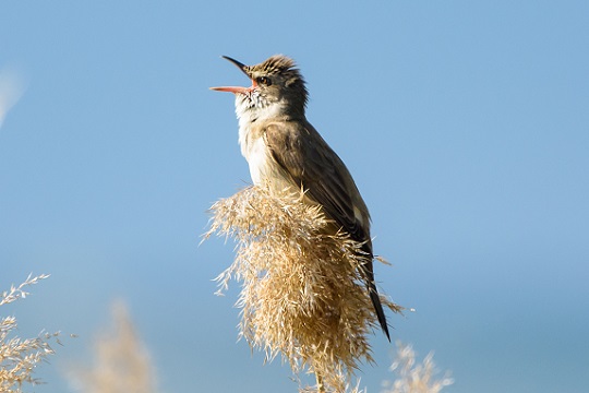 Great reed warblers in the Reeuwijkse Plassen