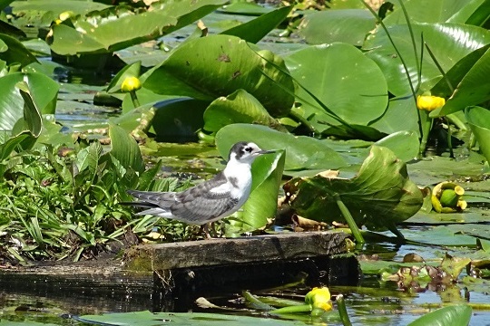 Conservation of black terns in Zuid-Holland