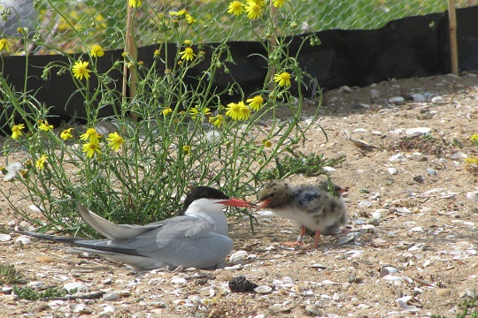 Common terns in the IJsselmeer area