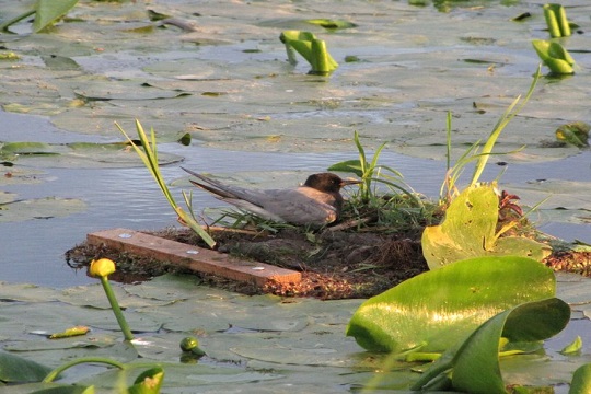 Zwarte stern nest predatie studie