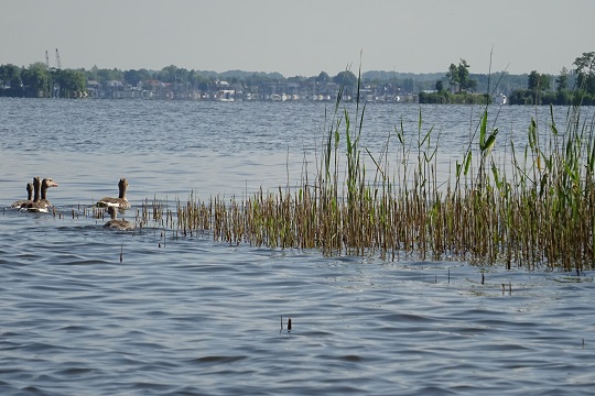 Effects of goose grazing on marsh vegetation