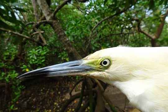Conservation study on Malagasy Pond Heron 