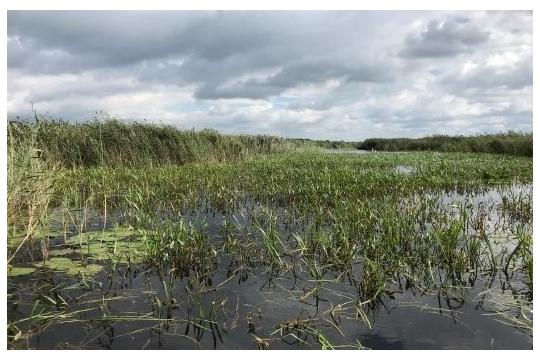 Kansen voor grote karekiet in Weerribben en Wieden