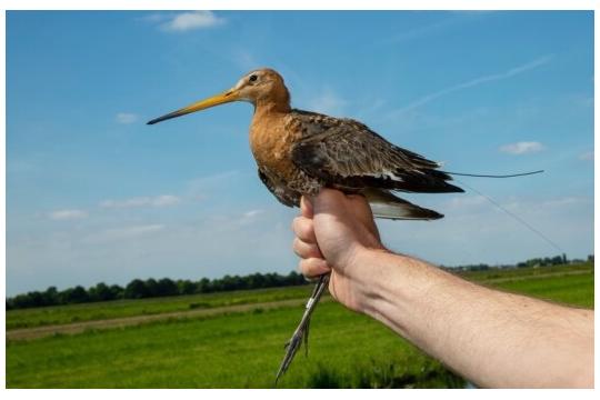 Reproduction of black-tailed godwits in South-Holland