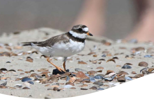 Disturbance of birds by recreation