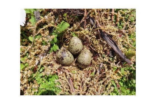 Nestdichtheid van visdieven op Marker Wadden