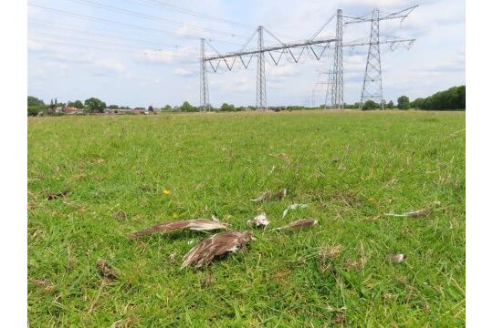 Vogelsterfte door hoogspanningsverbinding Naardermeer