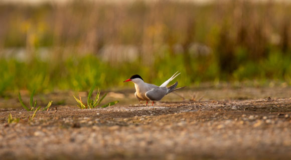 Biotoop pioniersvogels