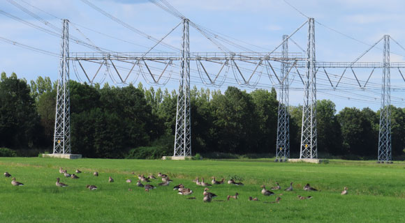 Vogels en infrastructuur