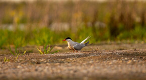 Biotoop pioniersvogels